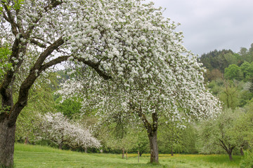Naklejka premium Blooming apple trees in spring on field in germany