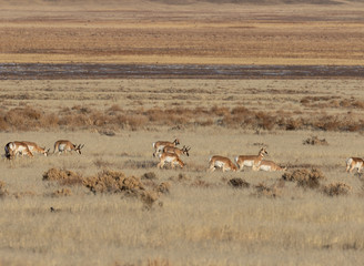 Fototapeta na wymiar Herd of Pronghorn Antelope