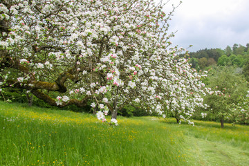 Blooming apple trees in spring on field in germany