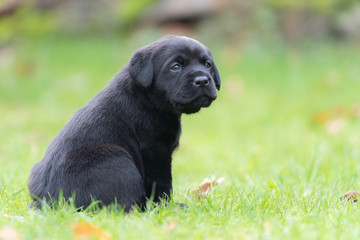 Kleiner Welpe im Gras