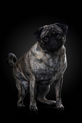 Adult pug standing on black background and looking to the camera