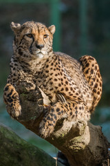 Cheetah resting on the branch