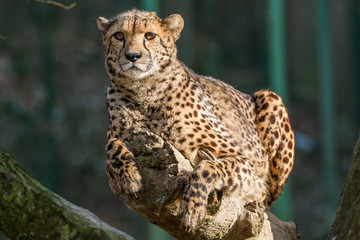 Cheetah resting on the branch © erikzunec