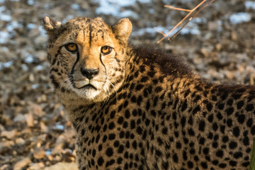 Cheetah lit by the afternoon sun © erikzunec