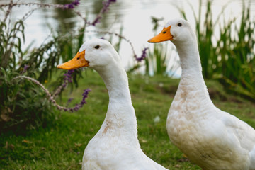 duck and goose in artificial lake