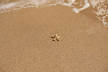 starfish on sea sandy beach. summer background.