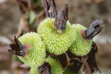 flower detail, close-up