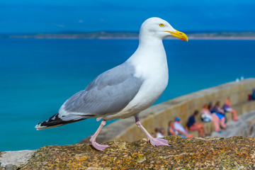 St. Ives, Cornwall,England, UK in the summer. Sea gull on a stone wall.