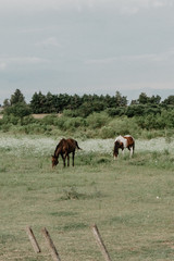 Obraz premium wild horses in the countryside of Argentina