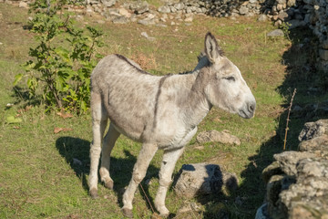 Obraz na płótnie Canvas European donkey on meadow