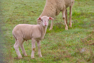 Lamb grazing with his mother sheep in the pasture