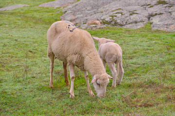 Obraz na płótnie Canvas Sheep grazing next to her lamb in the pasture