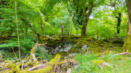 Irish Forest Irischer Wald