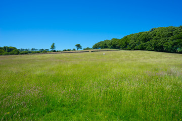 Dartmoor National Park in the summer, southern Devon, England. Green meadows with stone wall in the background.