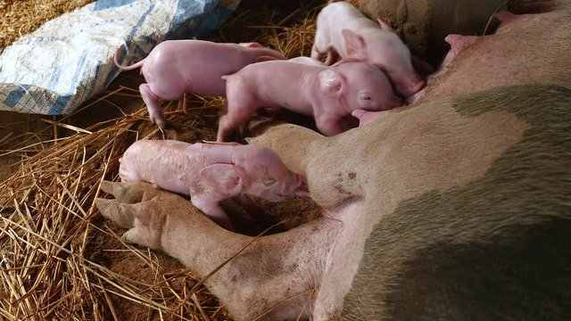 Close-up on newborn piglets fighting to suckle the sow's teats and get milk