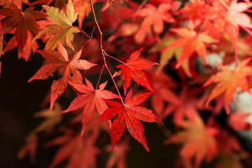 美しい紅葉