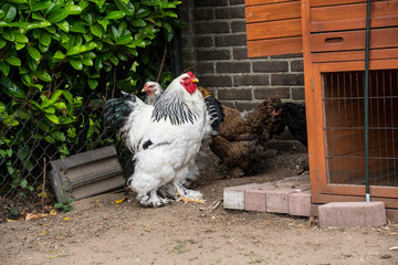 A white Columbia Brahma rooster with his hens. These chickens are bred in United States