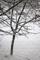 Trees covered with snow during a blizzard