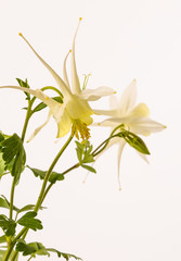 Columbine Flowers (Aquilegia) against White BG - vertical format