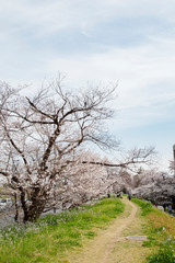 Cherry blossoms in Futakotamagawa town
