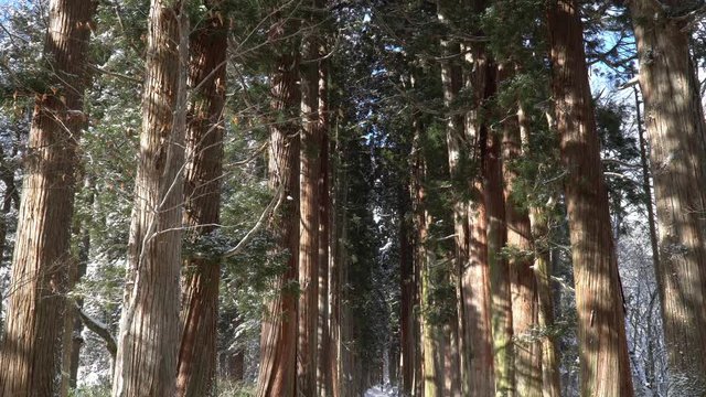 日本の絶景長野県戸隠神社奥社につながる杉並木