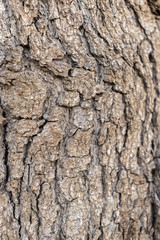 Fototapeta premium details of tree stem