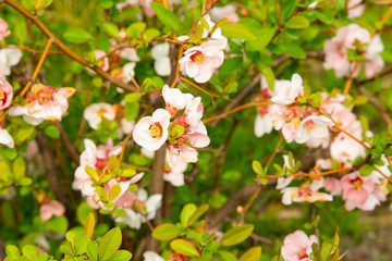 旧芝離宮恩賜庭園　ボケの花