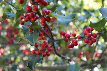 Europäische Stechpalme mit Beeren