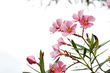 Flor Espirradeira Cor-de-Rosa