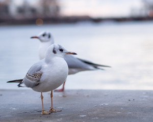 Möwen in der Stadt
