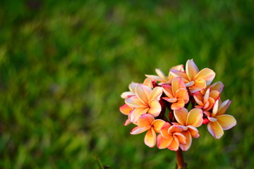 Frangipani On green grass