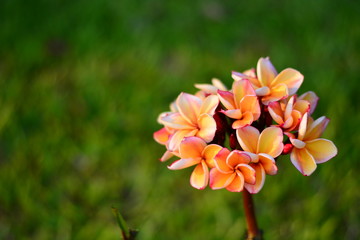 Fototapeta premium Frangipani On green grass
