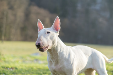 Obraz premium Portrait photo of white bull terrier outdoors on a sunny day