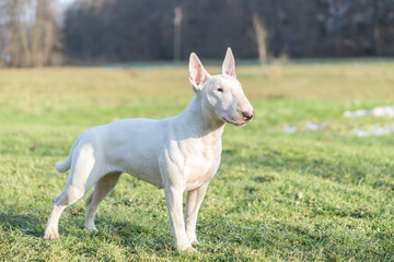 Obraz premium Portrait photo of white bull terrier outdoors on a sunny day