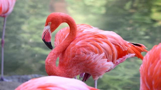 Beautiful pink flamingo