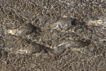 Aqua motion dynamic texture. Clear stream with sand on background.