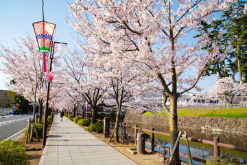 Around Odawara castle in cherry blossoms season