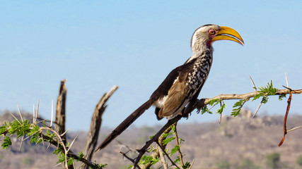 Obraz premium Yellow-billed Hornbill, profile, facing right