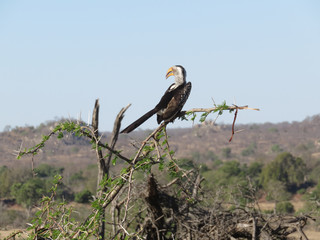 Yellow-billed Hornbill, from behind, looking left