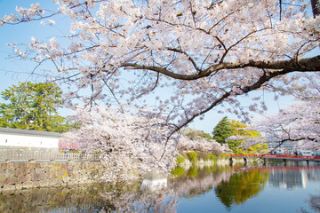 Odawara castle in cherry blossoms