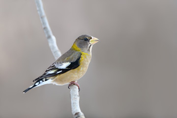 Fototapeta premium Female Evening Grosbeak in Winter, Portrait