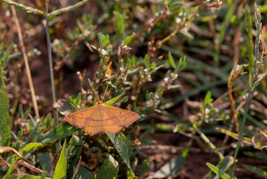 Geometer Moth