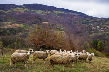 Obraz premium Herd of sheep on the pasture