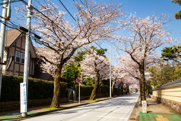 Cherry lined trees on Saikachi-koji street