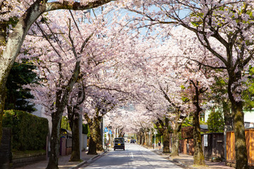 Cherry lined trees on Saikachi-koji street
