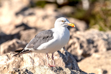 Obraz premium Seagull resting on reef
