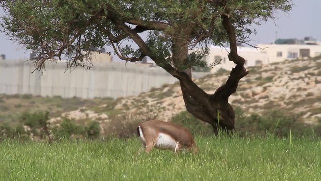 Israeli mountain gazelle near olive tree and Jerusalem fence wall