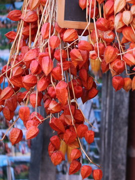 Physalis alkekengi oranges dites lanternes chinoises ou coquelets