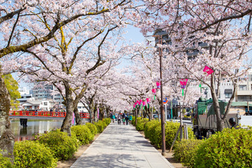 Around Odawara castle in cherry blossoms season