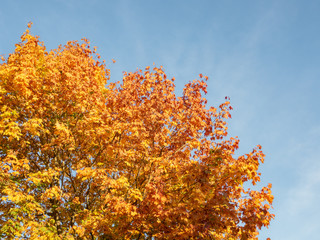Herbst bunte Blätter